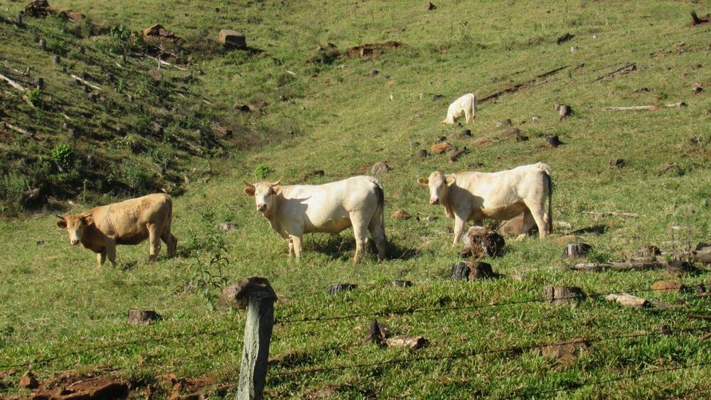 Fazenda, 224 hectares - Foto 44