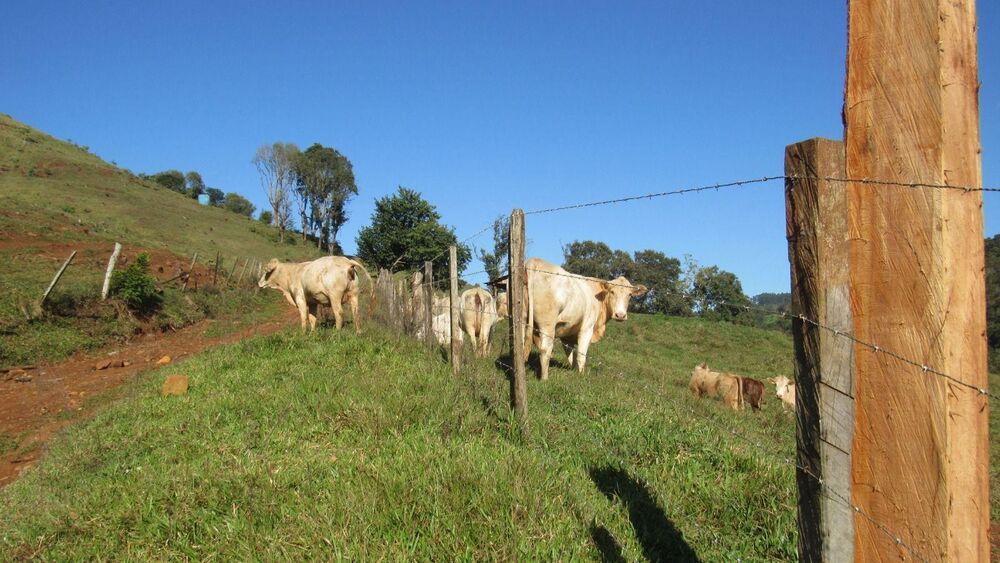 Fazenda, 224 hectares - Foto 27