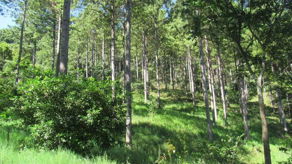 Loteamento e Condomínio, 22 hectares - Foto 6