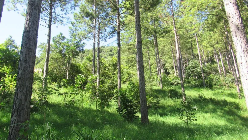 Loteamento e Condomínio, 22 hectares - Foto 8