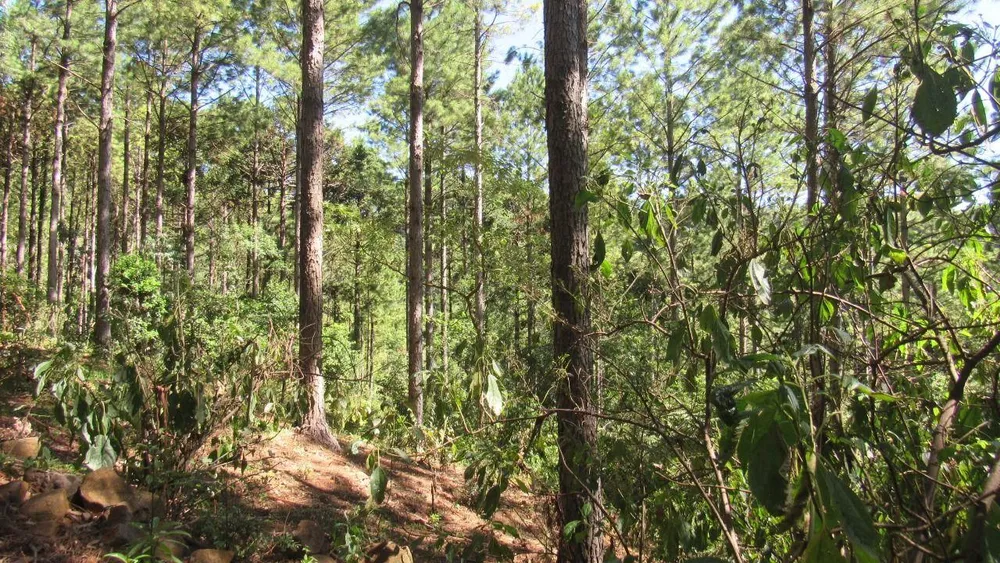 Loteamento e Condomínio, 22 hectares - Foto 12