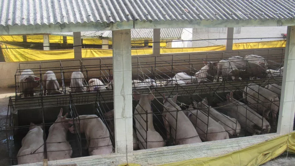 Fazenda, 8 hectares - Foto 26