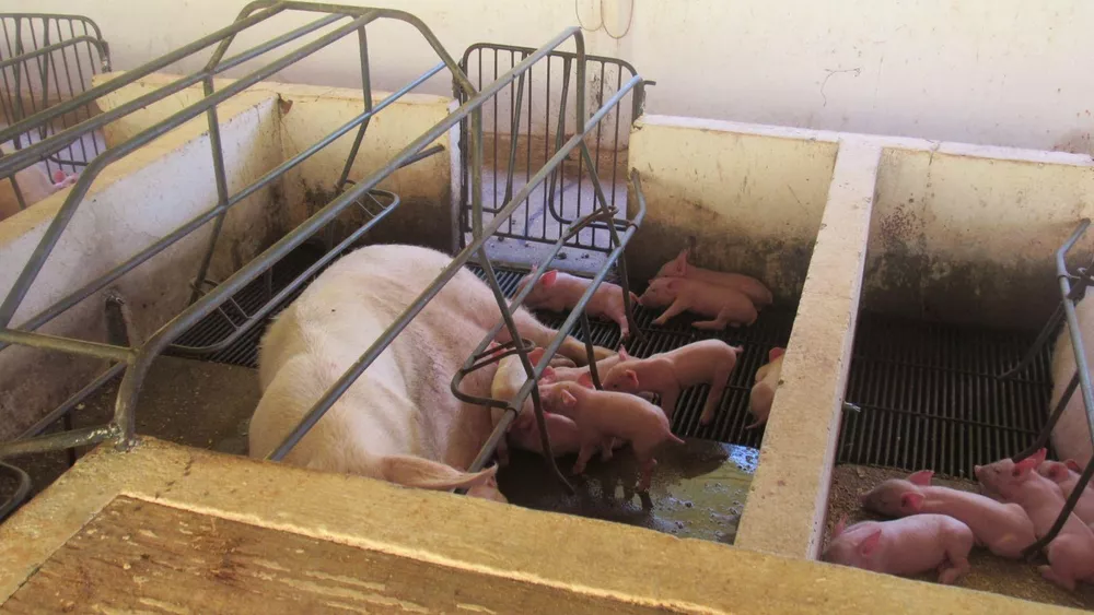 Fazenda, 8 hectares - Foto 30