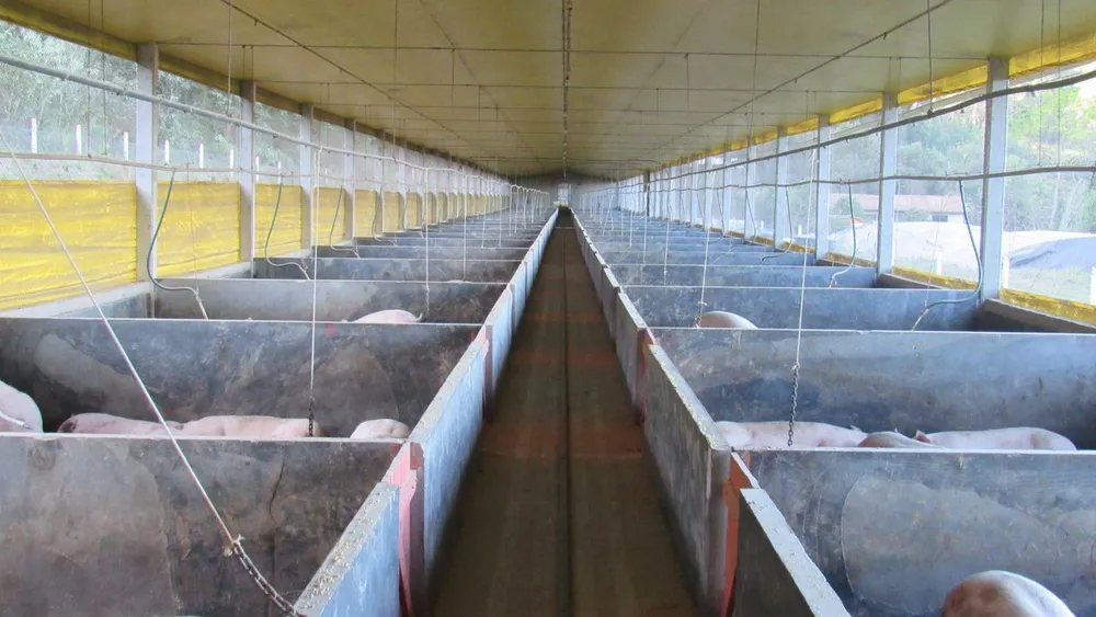 Fazenda, 52 hectares - Foto 11