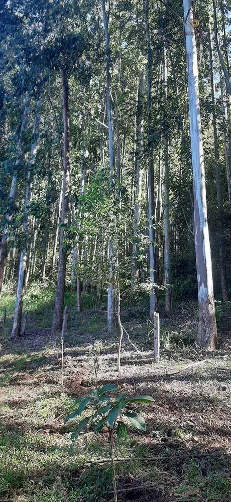 Terreno à venda, 320000M2 - Foto 6