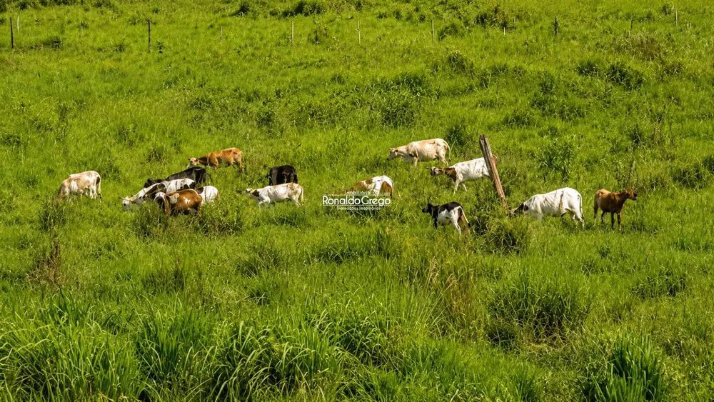 Fazenda, 761 hectares - Foto 4