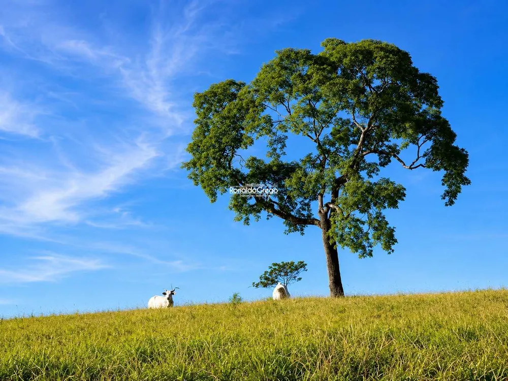 Fazenda, 82 hectares - Foto 8
