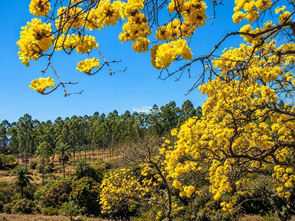 Fazenda, 82 hectares - Foto 6