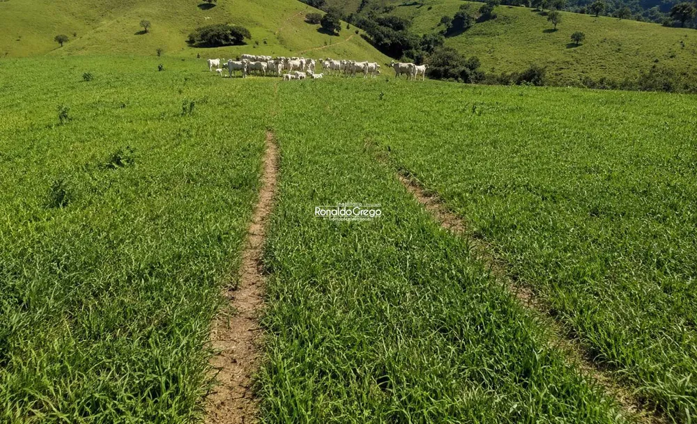 Fazenda, 298 hectares - Foto 7