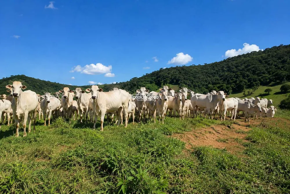 Fazenda, 298 hectares - Foto 1