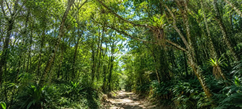 Fazenda, 220 hectares - Foto 4