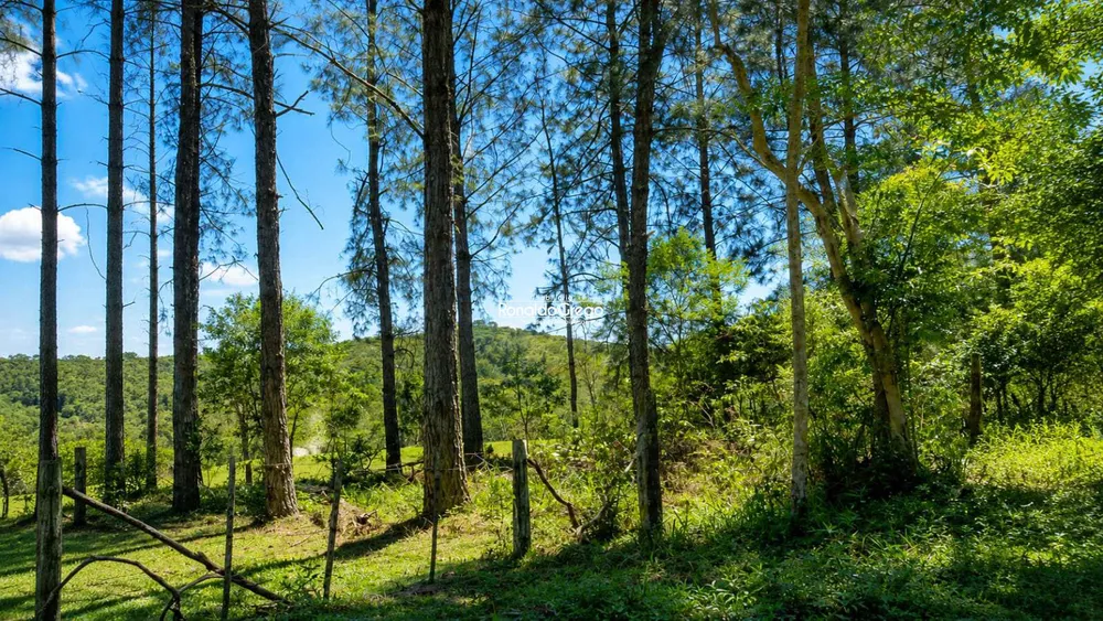 Fazenda, 220 hectares - Foto 6
