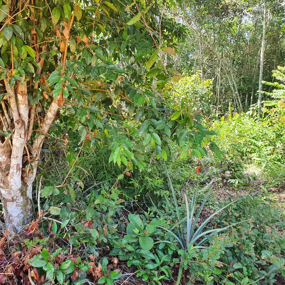 Terreno, 12 hectares - Foto 6