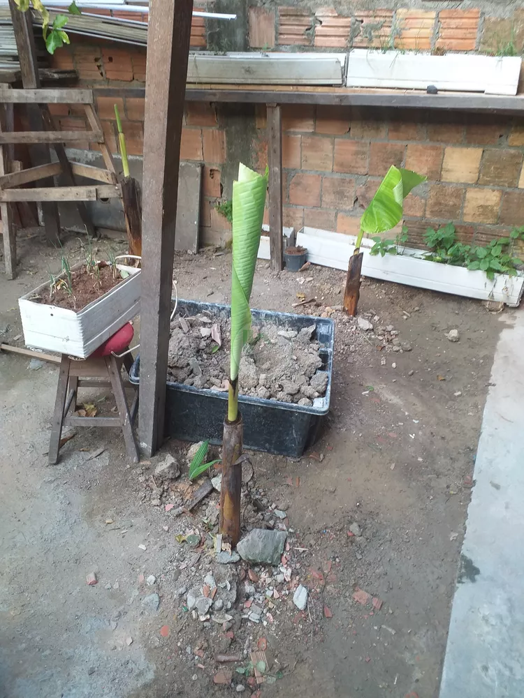 Casa, 3 quartos, 100 m² - Foto 5