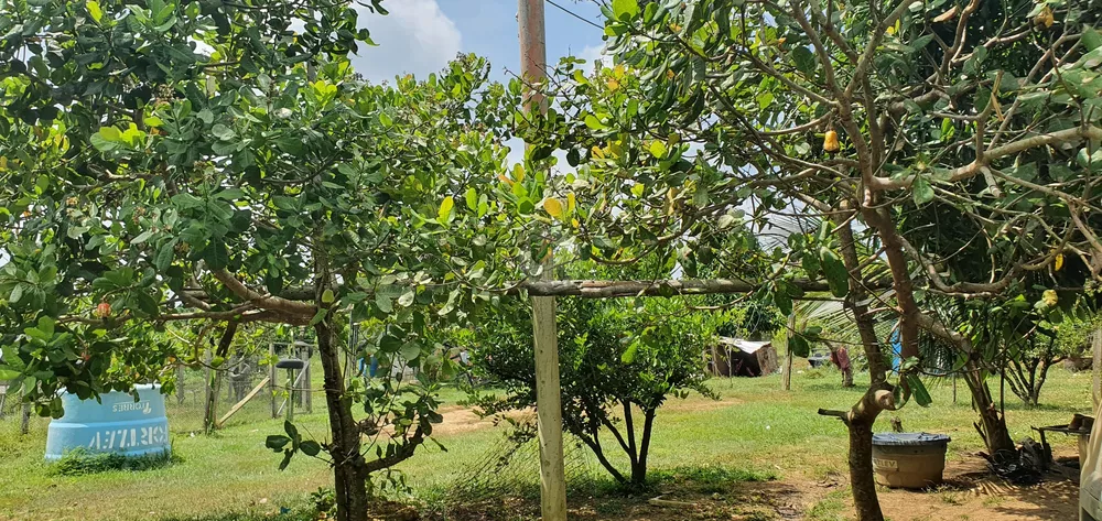 Sítio, 25 hectares - Foto 16