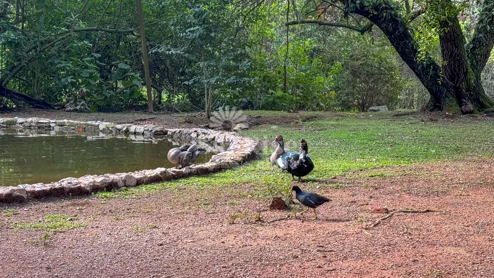 Casa, 4 quartos, 705 m² - Foto 4