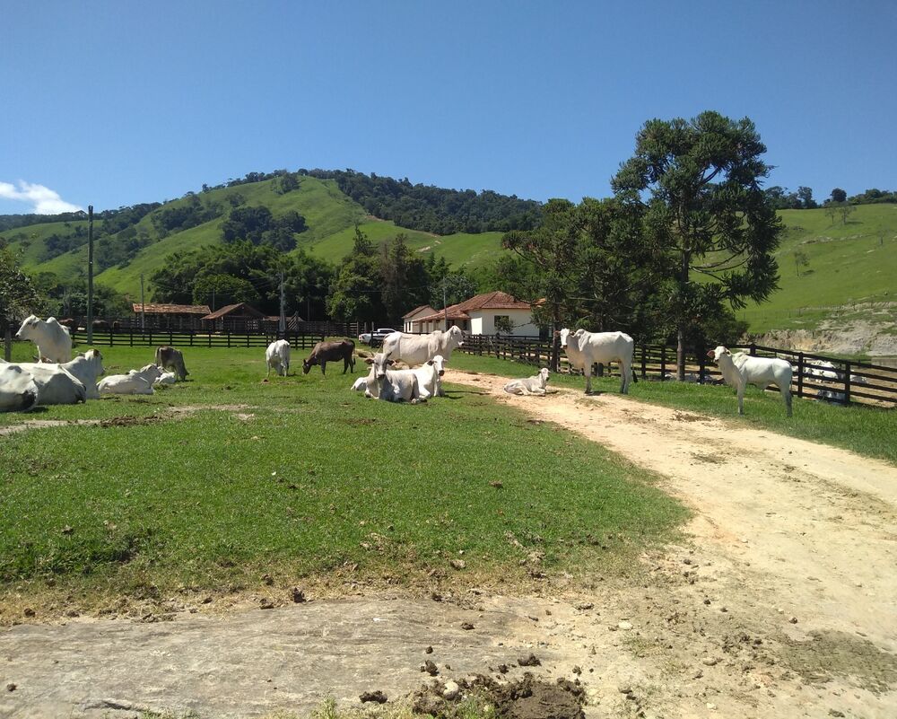 Fazenda à venda com 4 quartos - Foto 10