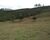 Chácara, 2 hectares - Foto 1