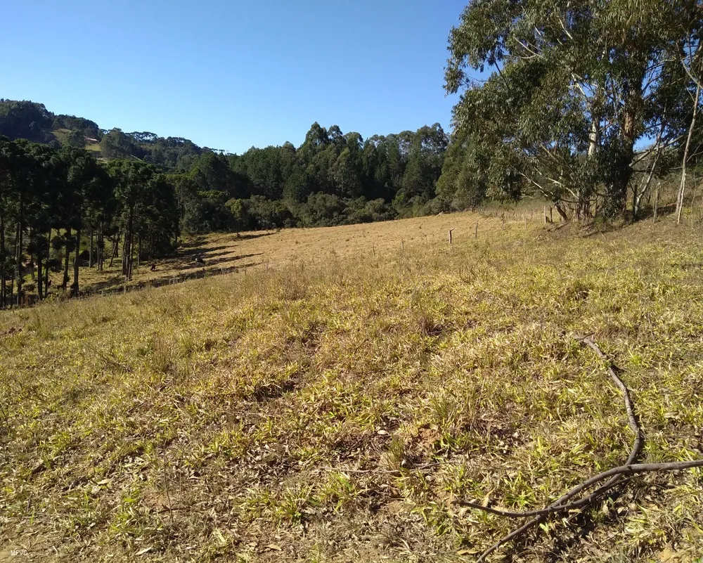 Chácara, 3 hectares - Foto 4