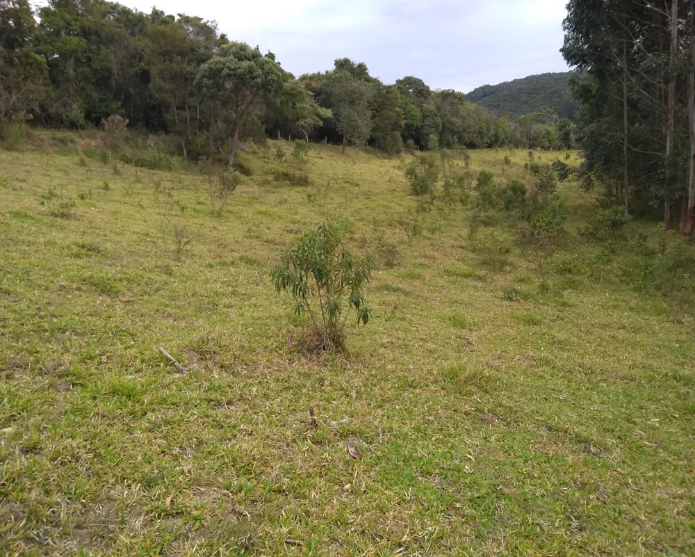 Chácara, 3 hectares - Foto 3