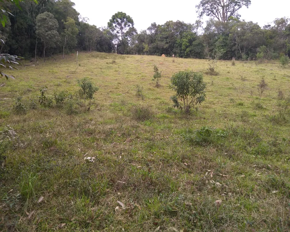 Chácara, 3 hectares - Foto 11