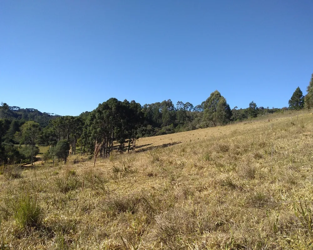 Chácara, 3 hectares - Foto 6