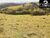 Fazenda-Sítio-Chácara - Foto 3