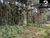 Sítio, 4 hectares - Foto 12
