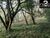 Sítio, 4 hectares - Foto 6