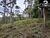 Sítio, 4 hectares - Foto 17