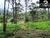 Sítio, 4 hectares - Foto 9