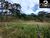 Sítio, 4 hectares - Foto 2