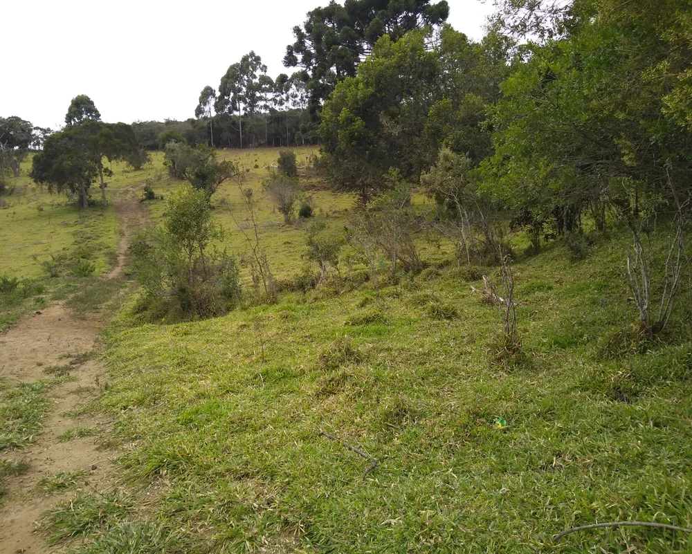 Sítio, 3 hectares - Foto 7