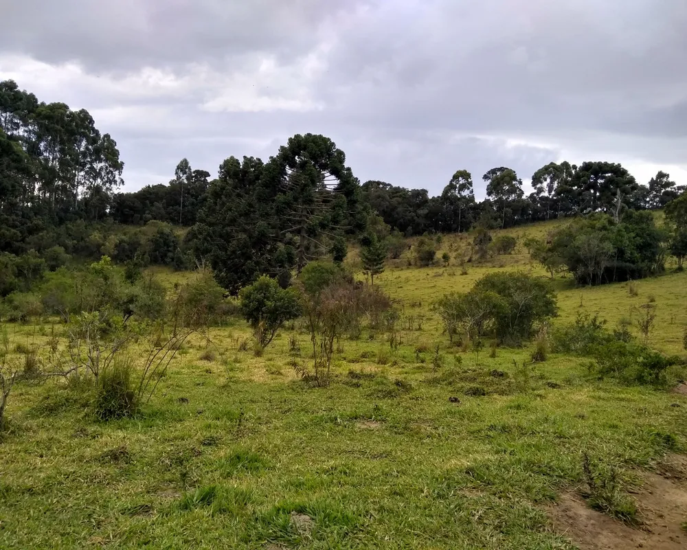 Sítio, 3 hectares - Foto 8