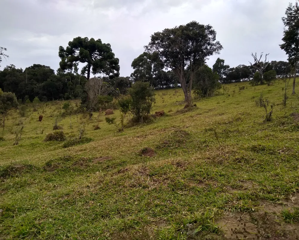 Sítio, 3 hectares - Foto 1