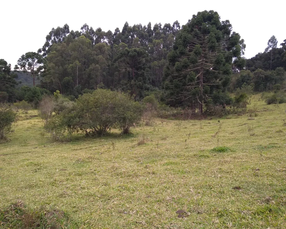 Sítio, 3 hectares - Foto 3