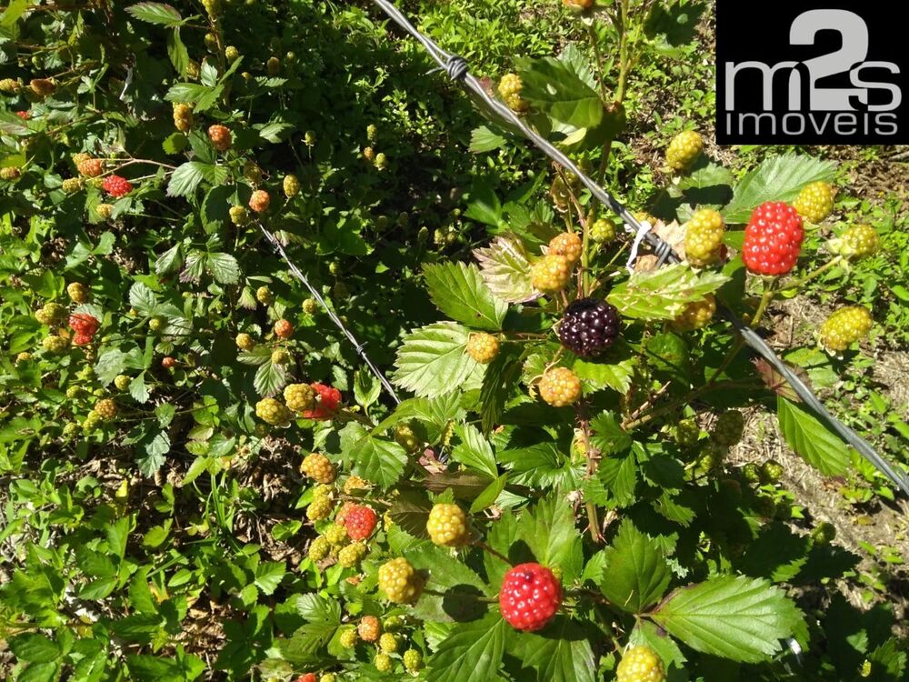 Sítio, 2 quartos, 9 hectares - Foto 7