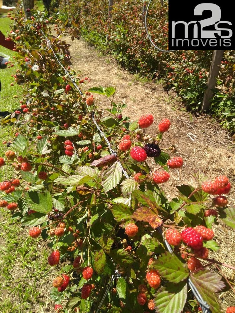 Sítio, 2 quartos, 9 hectares - Foto 6