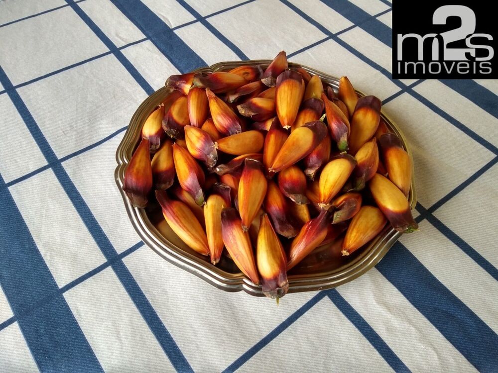 Sítio, 2 quartos, 9 hectares - Foto 9