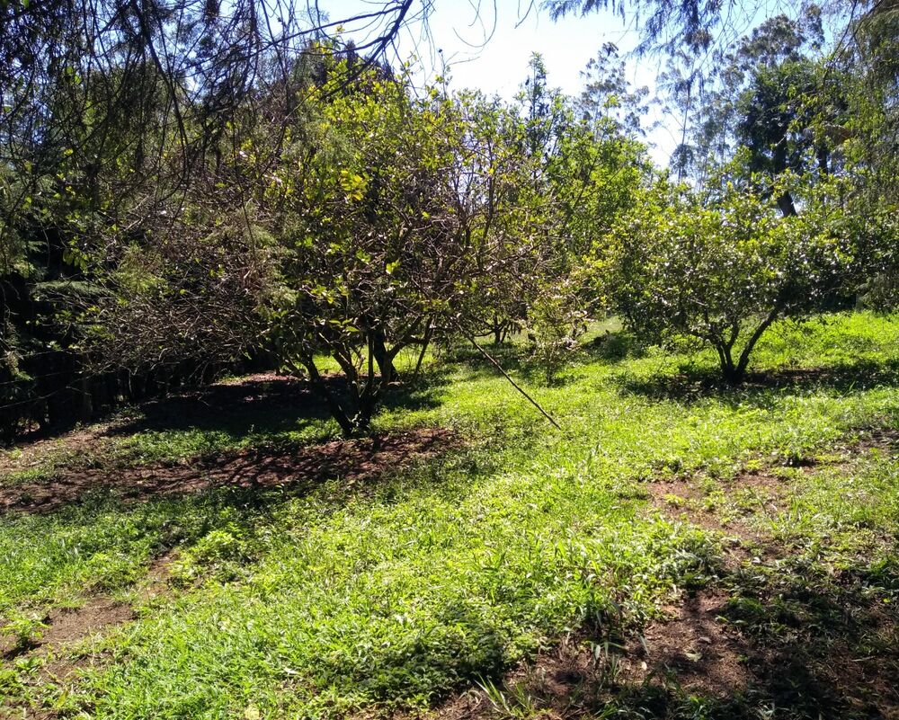 Sítio, 3 quartos - Foto 30