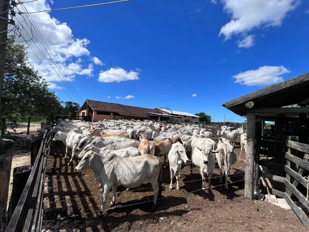 Fazenda, 252 hectares - Foto 13