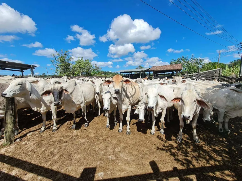 Fazenda, 252 hectares - Foto 6