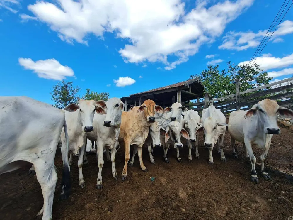 Fazenda, 252 hectares - Foto 10