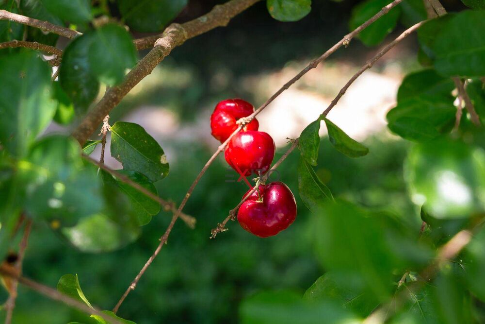 Casa, 3 quartos, 400 m² - Foto 11