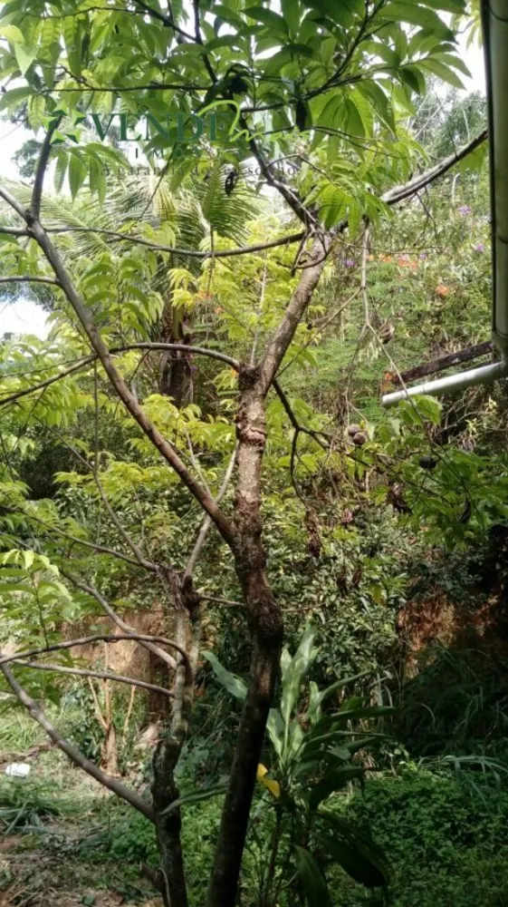 Terreno, 3 hectares - Foto 7