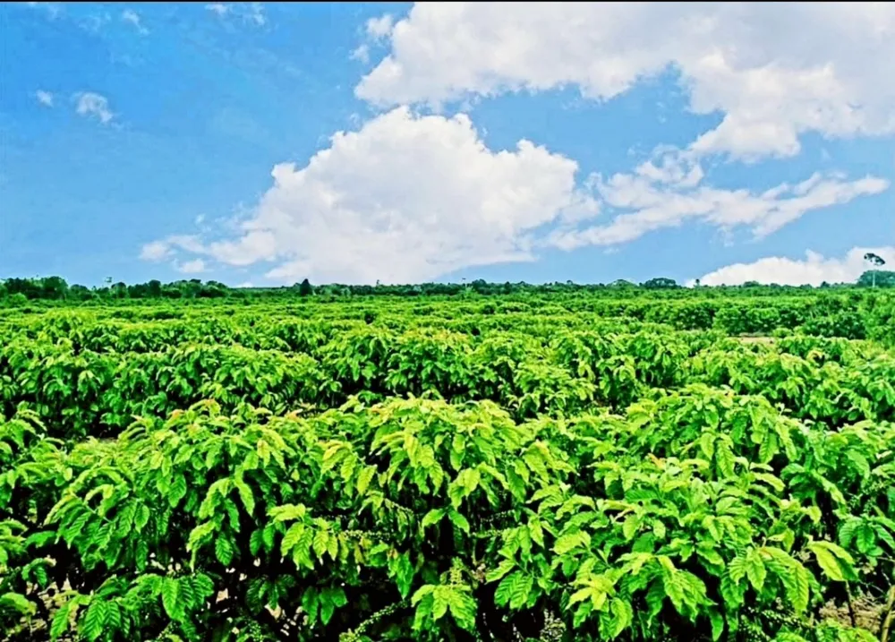Fazenda, 585 m² - Foto 8