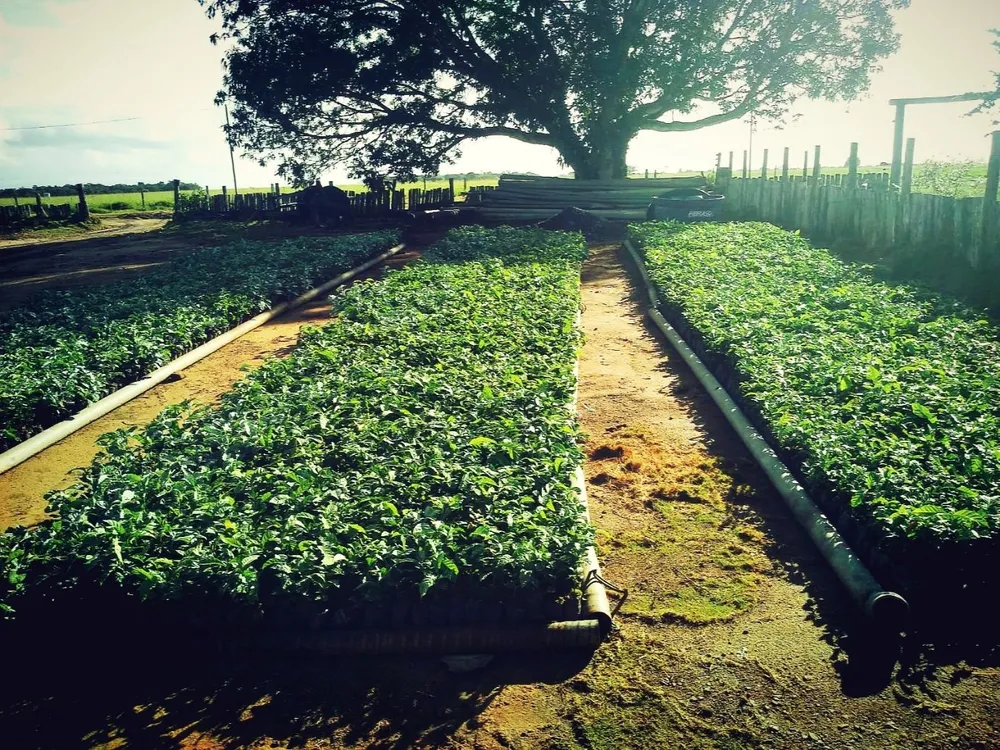 Fazenda, 585 m² - Foto 3