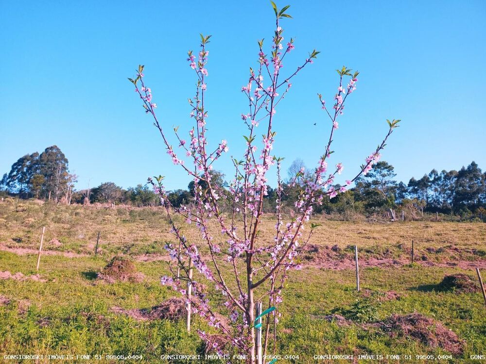 Fazenda-Sítio-Chácara, 6 hectares - Foto 1