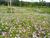 Fazenda, 6 hectares - Foto 3