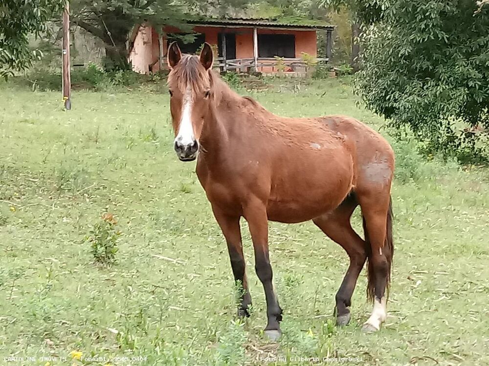 Sítio, 4 quartos, 16 hectares - Foto 1